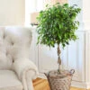 Benjamina Ficus Tree -RootedLife Shop Braided Benjamina ficus BB 600x600 ec66e111 7d98 4518 9965 134a9762679c