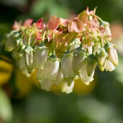 Brightwell Blueberry Bush -RootedLife Shop Brightwell Blueberry 3