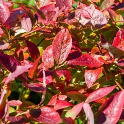 Brightwell Blueberry Bush -RootedLife Shop Brightwell Blueberry 6