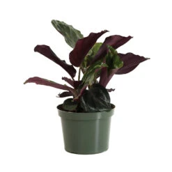 Calathea Medallion 11 Calathea Medallion -RootedLife Shop CAL MED