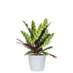 Rattlesnake Plant -RootedLife Shop CAL RSK.6 delilah white
