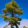 Canary Island Pine Tree -RootedLife Shop CANARY ISLAND PIN 350 THUMBNAIL BB