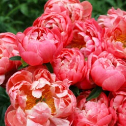 Coral Charm Peony 10 Coral Charm Peony -RootedLife Shop COral Charm Peony 4