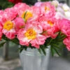 Coral Charm Peony -RootedLife Shop COral Charm Peony BB 600x600 cc610448 a383 4db3 b325 8dd114fdb506