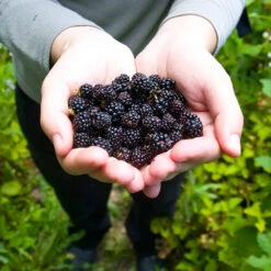 Black Raspberry Bush -RootedLife Shop CUmberland Black RAspberry 2 BB