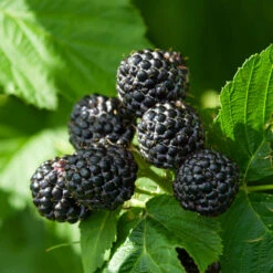 Black Raspberry Bush -RootedLife Shop CUmberland Black RAspberry 6 BB