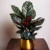Calathea Ornata -RootedLife Shop Calathea Ornata BB 600x600 eb79a452 8061 44c2 9cf4 b4da320d58f0