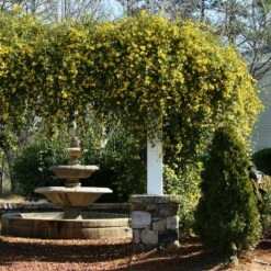 Carolina Jasmine 8 Carolina Jasmine -RootedLife Shop Carolina Jessamine Yellow Jasmine 3 BB