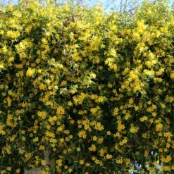 Carolina Jasmine 9 Carolina Jasmine -RootedLife Shop Carolina Jessamine Yellow Jasmine 5 BB