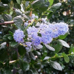 Yankee Point California Lilac -RootedLife Shop Ceanothus Yankee Point 2