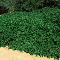 Yankee Point California Lilac -RootedLife Shop Ceanothus Yankee Point 5