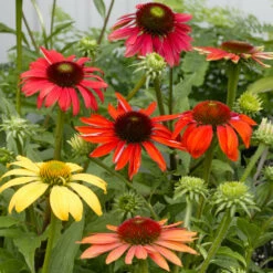 Cheyenne Spirit Echinacea (Coneflower) 9 Cheyenne Spirit Echinacea (Coneflower) -RootedLife Shop Cheyenne SPirit Coneflower 3