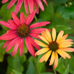 Cheyenne Spirit Echinacea (Coneflower) 8 Cheyenne Spirit Echinacea (Coneflower) -RootedLife Shop Cheyenne SPirit Coneflower 4