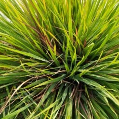 Citronella Grass -RootedLife Shop Citronella GRass 2 BB