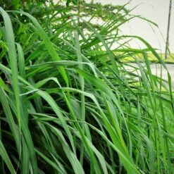 Citronella Grass -RootedLife Shop Citronella GRass 5