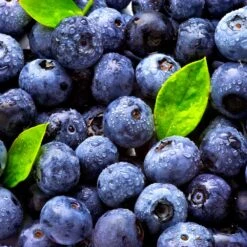 Climax Blueberry Bush -RootedLife Shop Climax Blueberry 5 BB