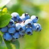 Climax Blueberry Bush 2 Climax Blueberry Bush -RootedLife Shop Climax Blueberry BB 600x600 88674c2f 9852 43a4 ab16 94d436da64df