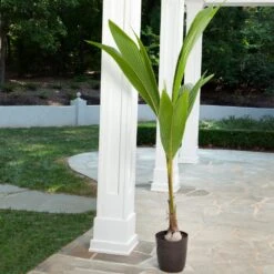 Coconut Palm Tree -RootedLife Shop Coconut Palm 2