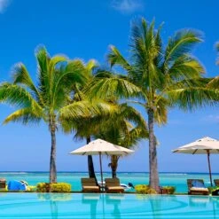 Coconut Palm Tree -RootedLife Shop Coconut Palm 4