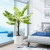Cold Hardy Banana Tree -RootedLife Shop Cold Hardy Banana Tree BB 600x600 b2a55a1b fdee 4506 baf9 9ff98793d41d