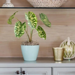 Colocasia 'Hilo Beauty'