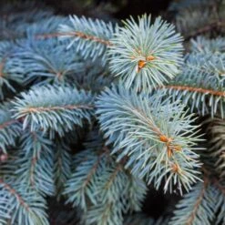 Colorado Blue Spruce Tree -RootedLife Shop Colorado BLue Spruce 2 BB