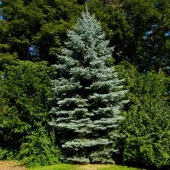 Colorado Blue Spruce Tree -RootedLife Shop Colorado BLue Spruce 3 BB