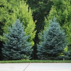 Colorado Blue Spruce Tree -RootedLife Shop Colorado BLue Spruce 7