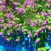 Common Purple Lilac Plant -RootedLife Shop Common Purple Lilac BB 600x600 d742980f a63e 4437 85d0 1473e71d30c3