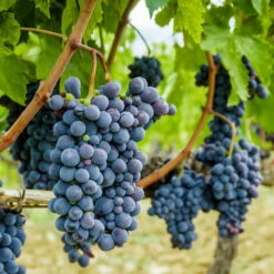 Concord Grape Vine -RootedLife Shop Concord Grape 2 BB
