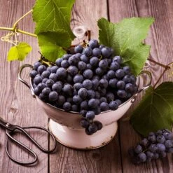 Concord Grape Vine -RootedLife Shop Concord Grape 7 BB