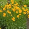 Nana Coreopsis (Tickseed) Plant 2 Nana Coreopsis (Tickseed) Plant -RootedLife Shop Coreopsis Nana BB 600x600 9aa310c0 b5da 439c 8b13 a497ac99a8db