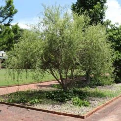 Corkscrew Willow Tree 10 Corkscrew Willow Tree -RootedLife Shop Corkscrew Willow 1