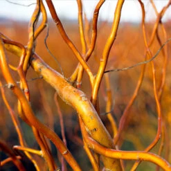 Corkscrew Willow Tree 11 Corkscrew Willow Tree -RootedLife Shop Corkscrew Willow 1 BB