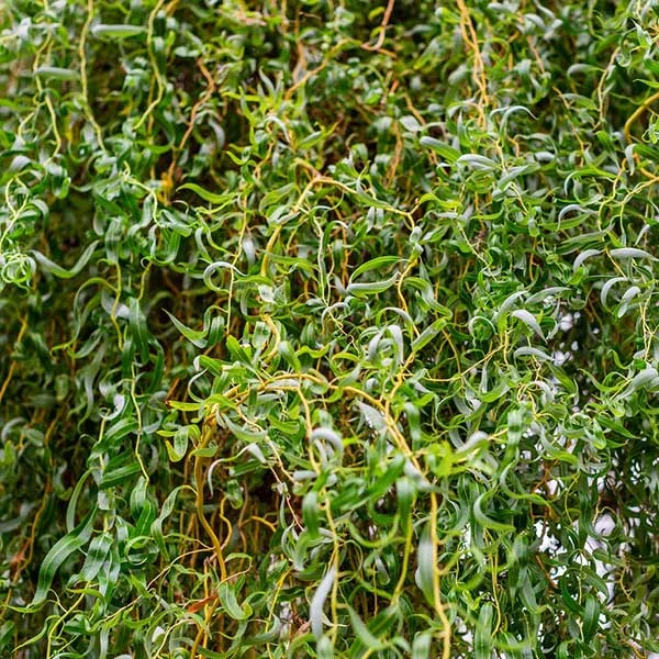 Corkscrew Willow Tree 3 Corkscrew Willow Tree