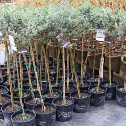 True Blue Butterfly Bush (Tree Form) -RootedLife Shop Cran Ras Butterfly Bush 4 1195c2bd 6061 4cbd 990f ebc3aae8c476