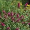 CranRazz™ Butterfly Bush (Tree Form) -RootedLife Shop Cran Ras Butterfly Bush BB 600x600 3bb7cf92 15a5 422d bbdb 82e40b4c3b58