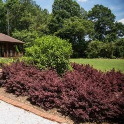 Crimson Fire™ Loropetalum 8 Crimson Fire™ Loropetalum -RootedLife Shop Crimson Fire Loropetalum 3