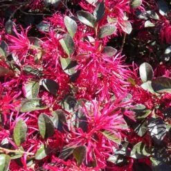 Crimson Fire™ Loropetalum 9 Crimson Fire™ Loropetalum -RootedLife Shop Crimson Fire Loropetalum 4