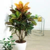 Croton Plant 1 Croton Plant -RootedLife Shop Croton Petra BB 600x600 43e3de93 be7f 42b5 af06 65113a548278