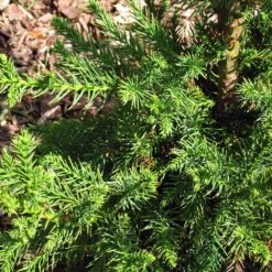 Black Dragon Cryptomeria 8 Black Dragon Cryptomeria -RootedLife Shop Cryptomeria Black Dragon 3