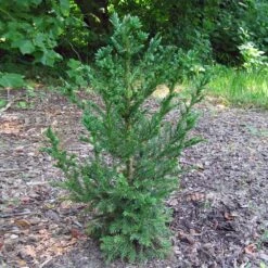 Black Dragon Cryptomeria 9 Black Dragon Cryptomeria -RootedLife Shop Cryptomeria Black Dragon 4