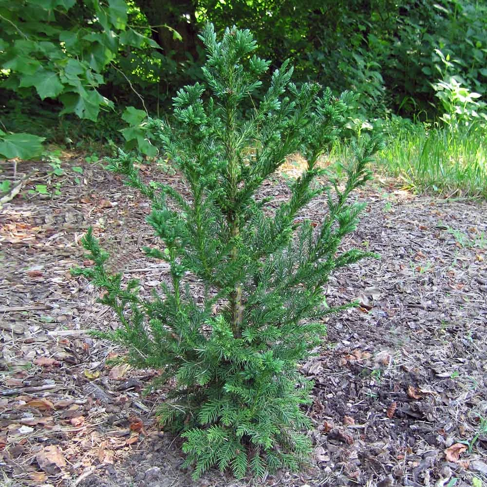 Black Dragon Cryptomeria 6 Black Dragon Cryptomeria - Image 4