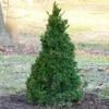 Black Dragon Cryptomeria -RootedLife Shop Cryptomeria Black Dragon BB 600x600 05f5949f 5a6c 4538 b107 52379c71f27d