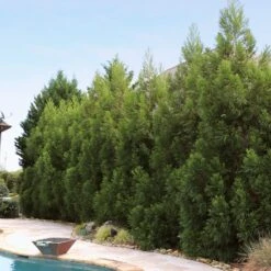 Cryptomeria Radicans Tree 13 Cryptomeria Radicans Tree -RootedLife Shop Cryptomeria Radicans 11 BBB