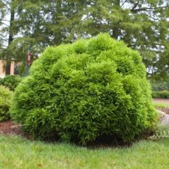 Cryptomeria 'Globosa Nana' -RootedLife Shop Cryptomeria Radicans 3