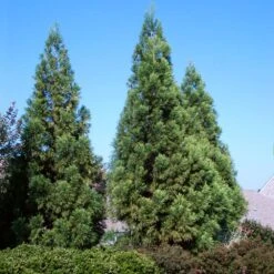 Cryptomeria Radicans Tree 10 Cryptomeria Radicans Tree -RootedLife Shop Cryptomeria Radicans 3 BB
