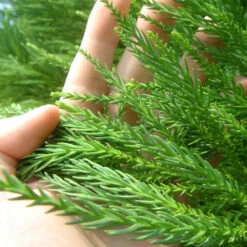 Cryptomeria Radicans Tree 11 Cryptomeria Radicans Tree -RootedLife Shop Cryptomeria Radicans 4 BB