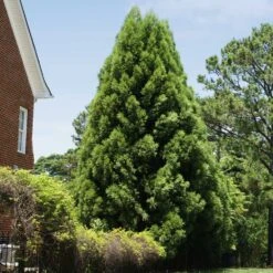 Cryptomeria Radicans Tree 12 Cryptomeria Radicans Tree -RootedLife Shop Cryptomeria Radicans 5
