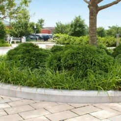 Cryptomeria 'Globosa Nana' -RootedLife Shop Cryptomeria Radicans 5 e6071c63 ad38 4b06 9556 53d562a0470a